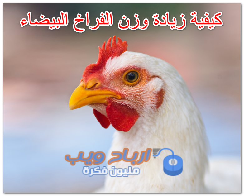 كيفية زيادة وزن الفراخ البيضاء